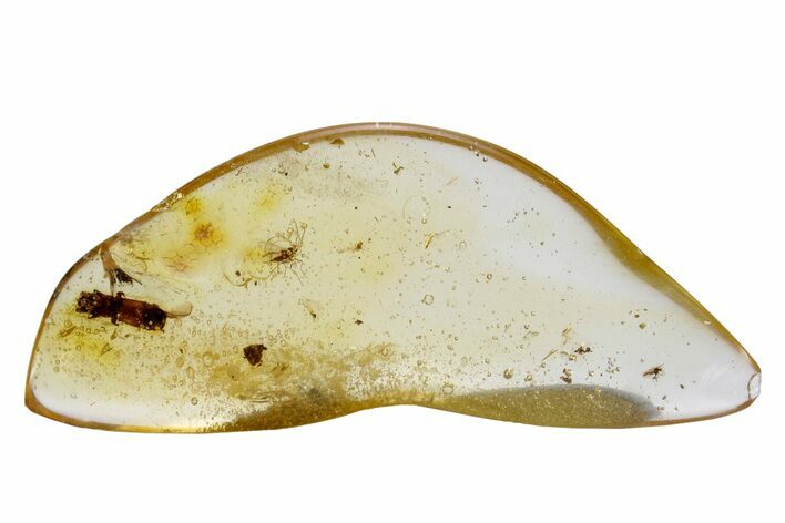 Polished Colombian Copal ( g) - Contains Insects #264506